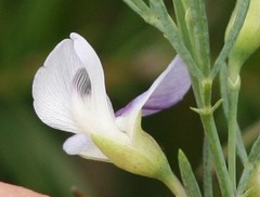 Psoralea triflora