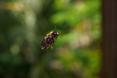 Xylocopa virginica krombeini