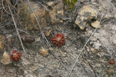 Drosera venusta