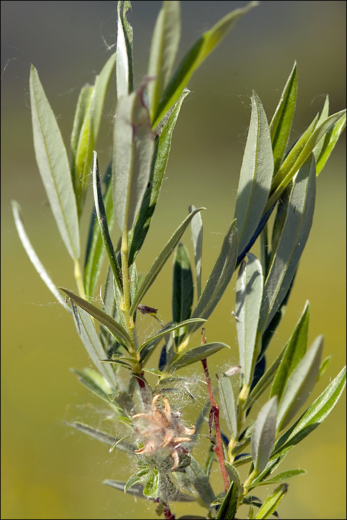 Salix