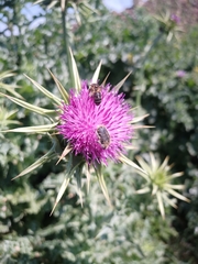 Silybum marianum