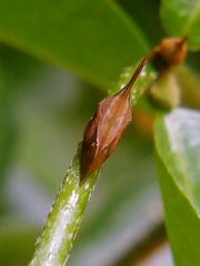 Enchenopa