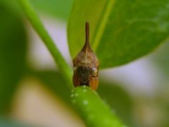 Enchenopa
