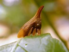 Enchenopa