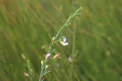 Psoralea triflora