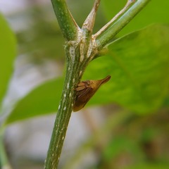 Enchenopa
