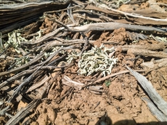 Xanthoparmelia chlorochroa