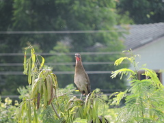 Ortalis erythroptera