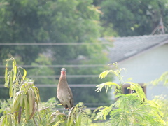 Ortalis erythroptera