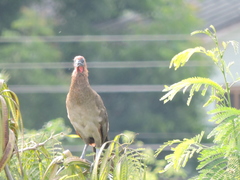 Ortalis erythroptera