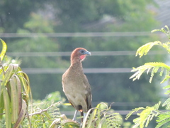 Ortalis erythroptera
