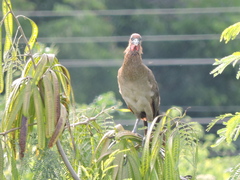 Ortalis erythroptera