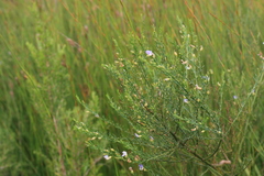 Psoralea triflora
