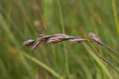 Restio gaudichaudianus