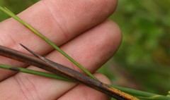 Restio gaudichaudianus