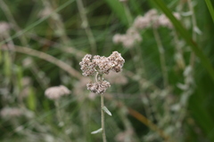Plecostachys serpyllifolia