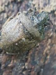 Podops inunctus