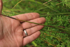 Restio gaudichaudianus