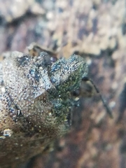 Podops inunctus
