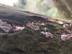 Eichleriella deglubens
