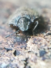 Podops inunctus