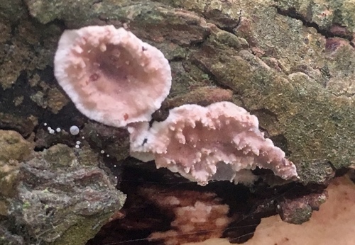 Representative image of Heteroradulum deglubens