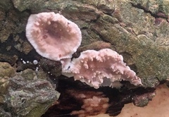 Eichleriella deglubens