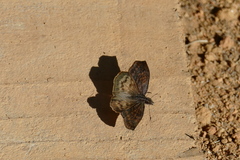 Theagenes dichrous