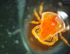 Cryptolithodes typicus
