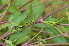 Papilio brevicauda