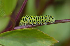 Papilio brevicauda