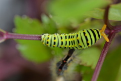 Papilio brevicauda