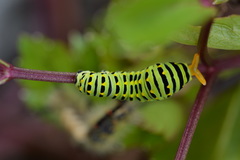Papilio brevicauda