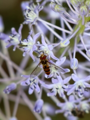Episyrphus balteatus