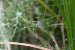 Psoralea monophylla