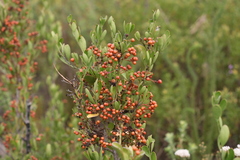 Gymnosporia elliptica