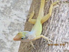 Anolis wattsii