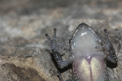 Eleutherodactylus verrucipes