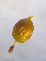 Weissia angustifolia