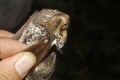 Lasiurus cinereus cinereus