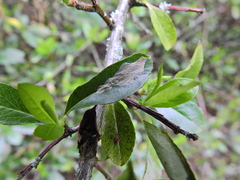 Phyllonorycter leucographella