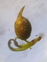 Weissia angustifolia