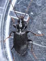 Platynus decentis