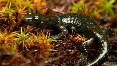 Aneides flavipunctatus