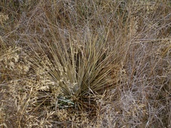 Aciphylla subflabellata