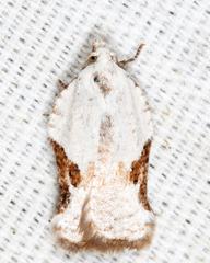 Acleris subnivana