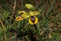 Ophrys lutea galilaea