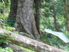 Paraxerus vexillarius