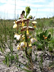 Eulophia parviflora