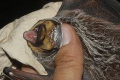 Lasiurus cinereus cinereus